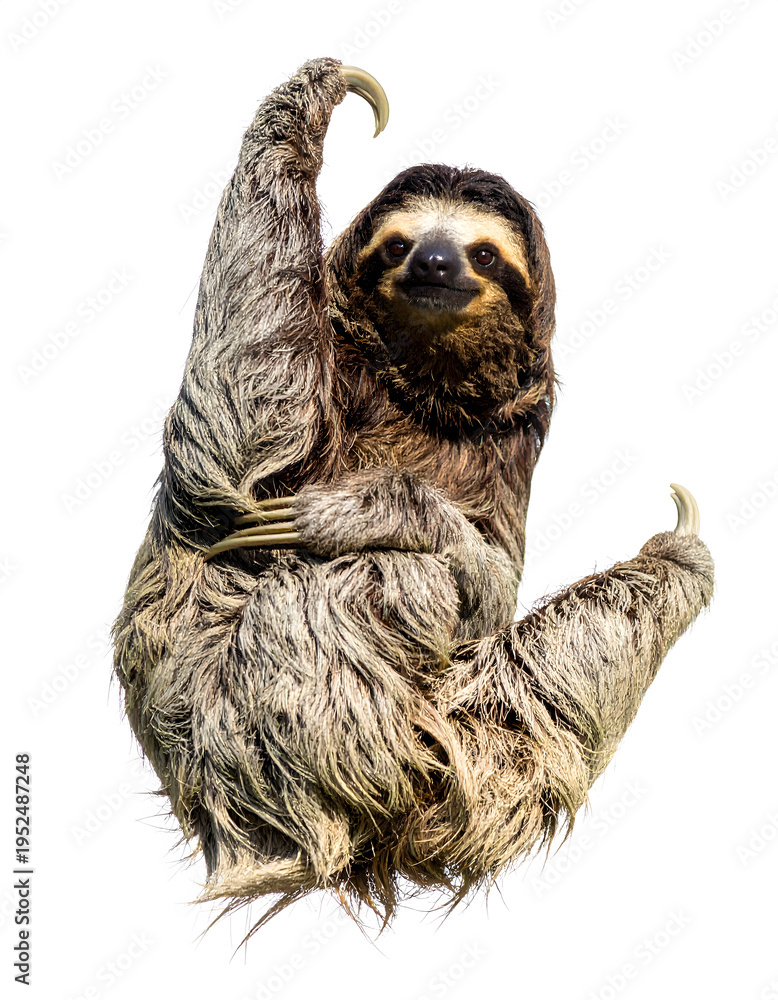 Fototapeta premium Three-Toed Sloth Hanging Portrait 