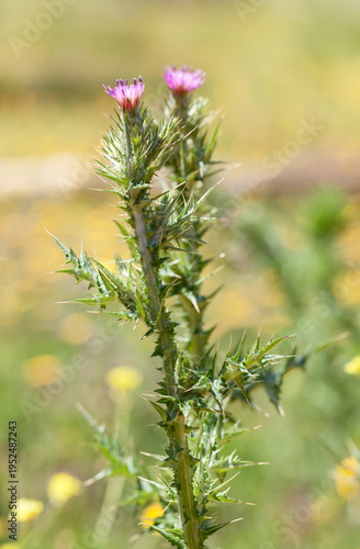 Purple Thistle Flowers Against a Meadow