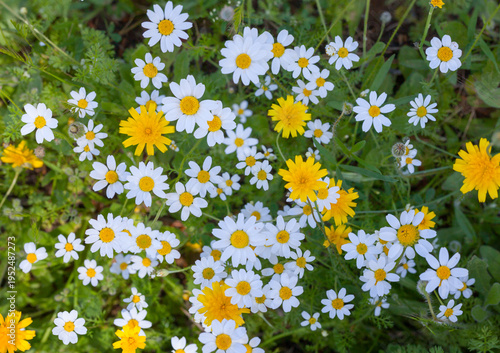 Background of White Daisies and Yellow Dandelions Flowers