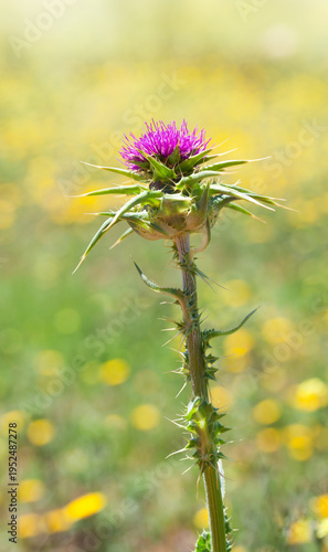A Resilient Thistle Standing Tall