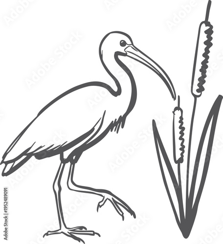 Long billed wading bird beside reeds illustration
