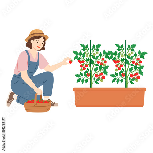 プランターで育てたミニトマトを収穫する女性