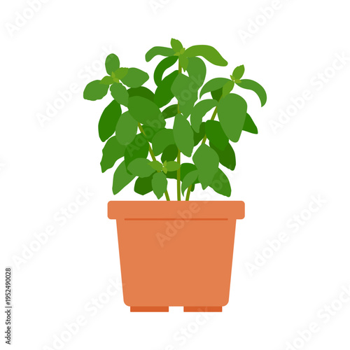 プランターで育てるフレッシュバジル