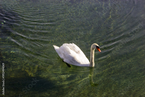 Cuadro en lienzo A white swan swims in clear water with a school of small fish visible below the surface