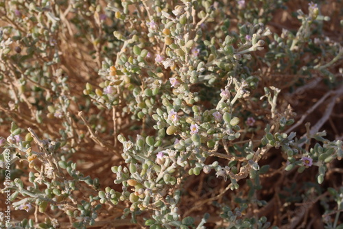Canvas Print Gaetulian zygophyllum, Zygophylle getule, Zygophyllum gaetulum, Zygophyllaceae