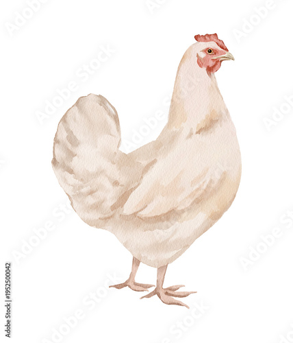 Cute watercolor spring illustration of a hen. Hand painted element for invitation, social media and posters.