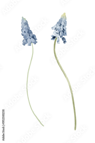 Watercolor spring botanical illustration of a muscari flower. Hand painted element for invitation, social media and posters.