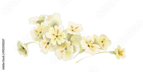 Watercolor spring botanical illustration of a primrose bush. Hand painted element for invitation, social media and posters.