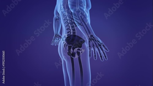 Animation of a painful pelvic girdle