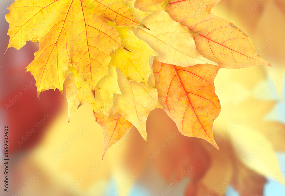 Obraz premium Bright autumn leaves as background. Fall season