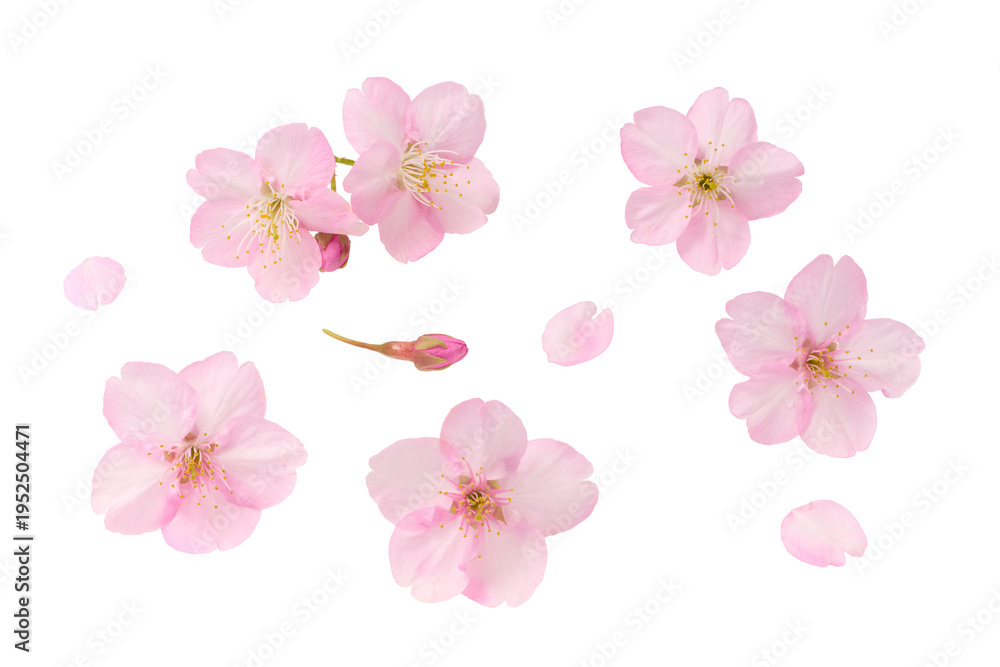 Obraz premium 白い背景の桜の花