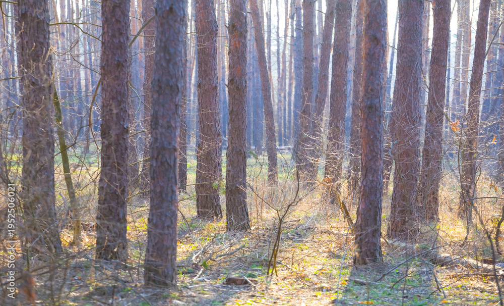 Fototapeta premium closeup forest glade at the bright spring day