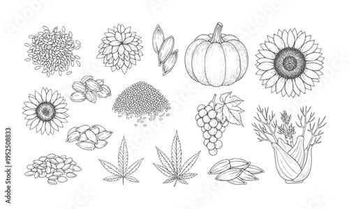 Hand drawn botanical including seeds pumpkin sunflower grapes and fennel