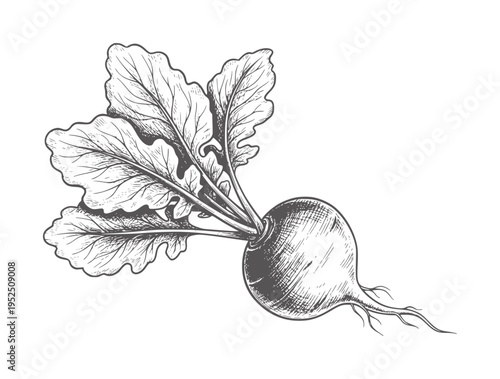 Hand drawn of a single beet with green leaves and roots vegetable food