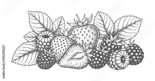 Hand drawn of fresh strawberries and raspberries with leaves strawberry raspberry