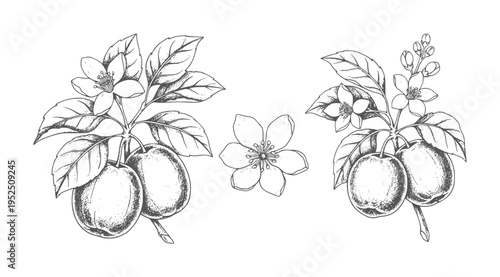 Hand drawn plum branches with leaves and flowers and a single blossom fruit