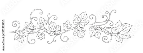 Ornate vine with grape leaves and swirling tendrils in black and white swirls