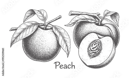 Vintage of two peaches one whole and one halved a branch with leaves fruit botanical
