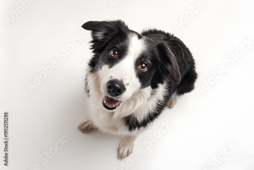 A curious border collie dog looking up with its mouth slightly open against a clean white background