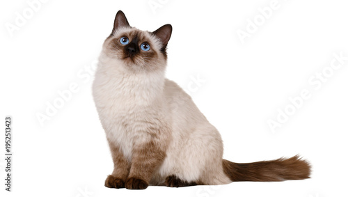 Фотография Isolated beautiful long-haired colorpoint cat with blue eyes sitting and looking