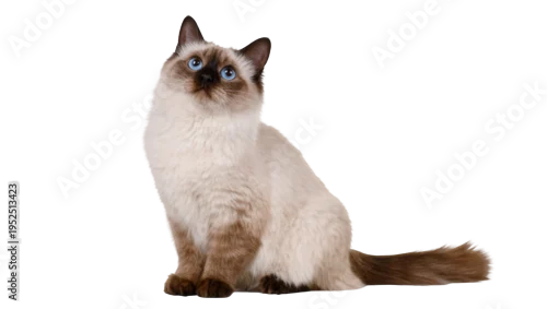 Fototapeta na wymiar Isolated beautiful long-haired colorpoint cat with blue eyes sitting and looking up