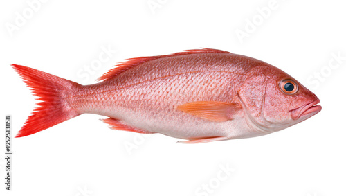Foto Isolated red snapper fish, fresh seafood for cooking or healthy eating, close-up