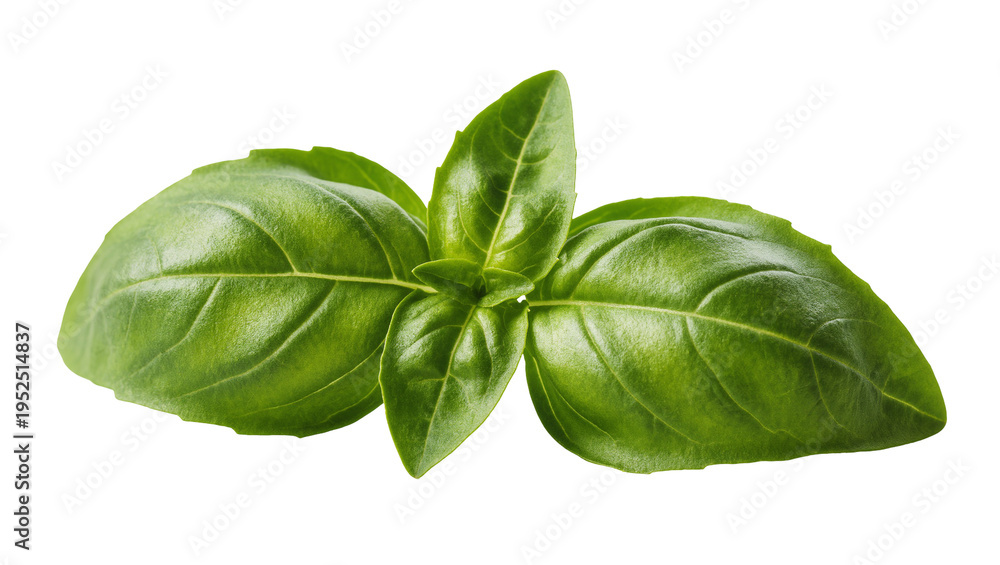 Fototapeta premium Isolated fresh green basil herb leaves, vibrant cooking ingredient, aromatic healthy food