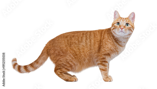 Isolated beautiful ginger striped domestic tabby cat standing alert with curious green eyes