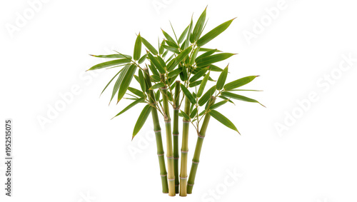 Fényképezés Isolated fresh vibrant green bamboo stalks with leaves, a symbol of growth and o