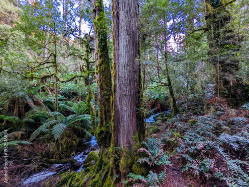 Cuadro en lienzo Lush temperate rainforest with moss-covered trees, ferns, and flowing stream in