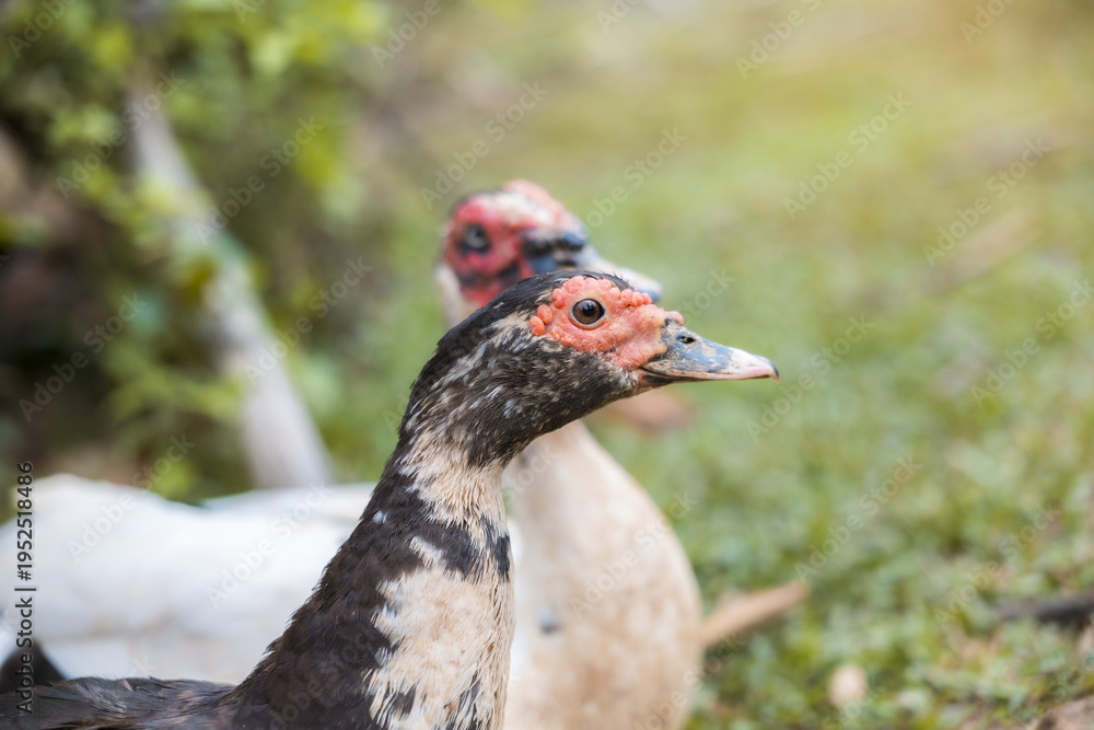 Obraz premium Close up of calm muscovy duck bird looking curious standing on green grass outdoors in nature with another poultry fowl animal waterfowl blurred in rural farm background during sunny day
