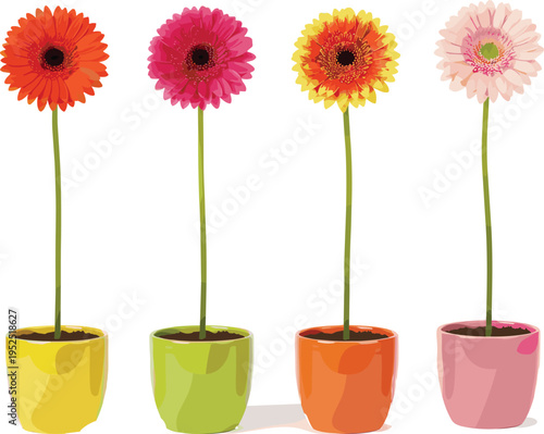 Colorful gerbera daisy flowers in ceramic pots vector set with orange pink and yellow blossoms isolated on white background