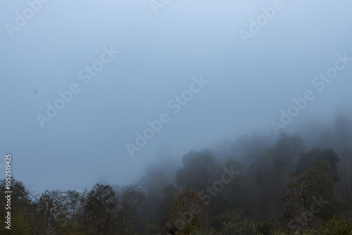 Tranquil landscape scene featuring dense forest covered in heavy morning fog with soft blue sky above creating calm mysterious atmosphere highlighting nature beauty deep in wilderness