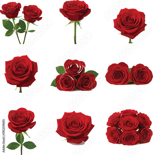 Red roses vector collection with blossoming flowers wedding bouquets and single stems isolated on white background for floral design