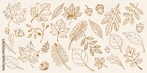 A collection of delicately sketched autumn leaves and acorns on a beige background