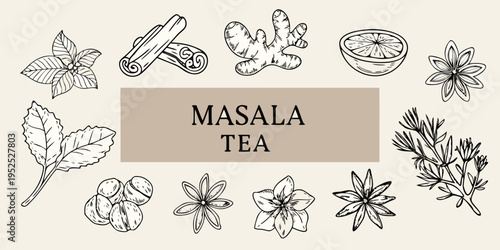 Botanical illustration featuring spices and herbs for masala tea