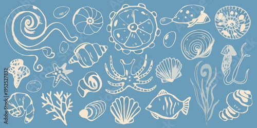 Delicate line art illustration of various marine shells and sea creatures