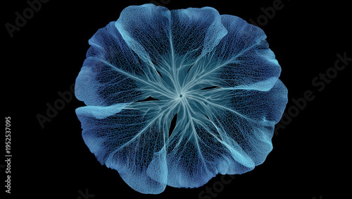 A delicate, glowing blue organic structure with intricate web-like formations, resembling a skeletal leaf or coral, on a black background.