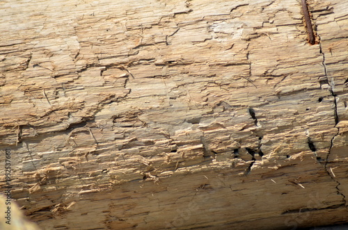 Macro shot of aged timber showing detailed woodworm damage, bore holes, and tunnels. The rough weathered wood surface has cracks and fibers under bright sun. Natural decomposition texture