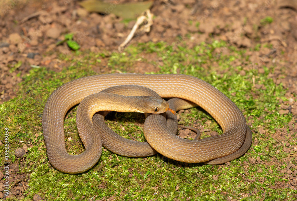 Obraz premium A beautiful adult southern brown egg eater (Dasypeltis inornata) in the wild. A harmless snake from KwaZulu-Natal, South Africa