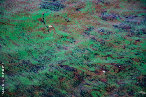 Background of clear green sea water. Rippled surface. Green algae environment. Sea green water surface with algae. Ripple water with green algae. Aquamarine ocean nature