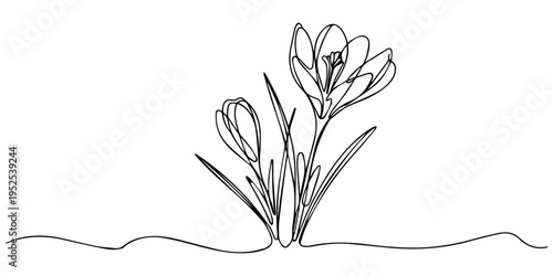 Crocus continuous one line drawing, crocus flowers continuous one line drawing, Spring crocus flower in continuous line art drawing style. Minimalist black linear sketch isolated on white background.