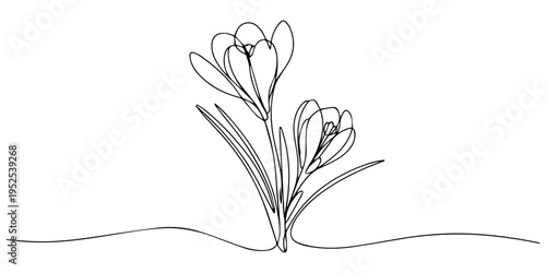 Crocus continuous one line drawing, crocus flowers continuous one line drawing, Spring crocus flower in continuous line art drawing style. Minimalist black linear sketch isolated on white background.