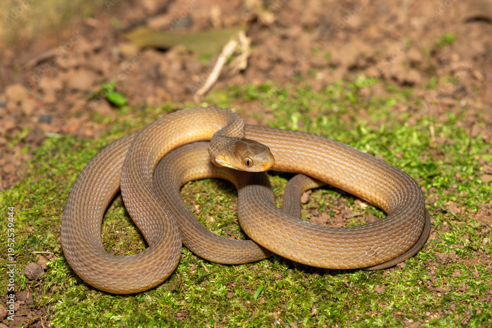Fototapeta premium A beautiful adult southern brown egg eater (Dasypeltis inornata) in the wild. A harmless snake from KwaZulu-Natal, South Africa