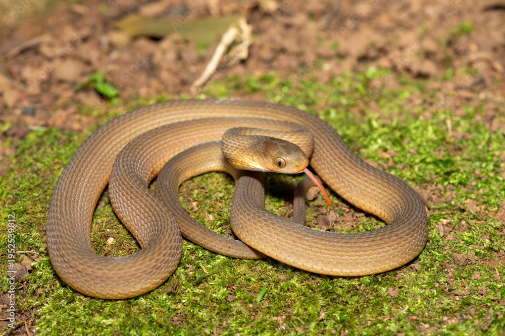Obraz premium A beautiful adult southern brown egg eater (Dasypeltis inornata) in the wild. A harmless snake from KwaZulu-Natal, South Africa
