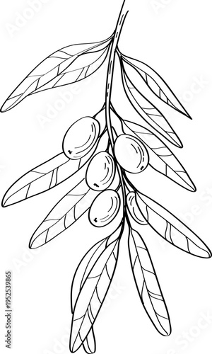 High quality linear realistic vector illustration of a Sea buckthorn branch. Ideal for menus, restaurant and other establishment designs, cosmetic and product label design. Berries and Herbs