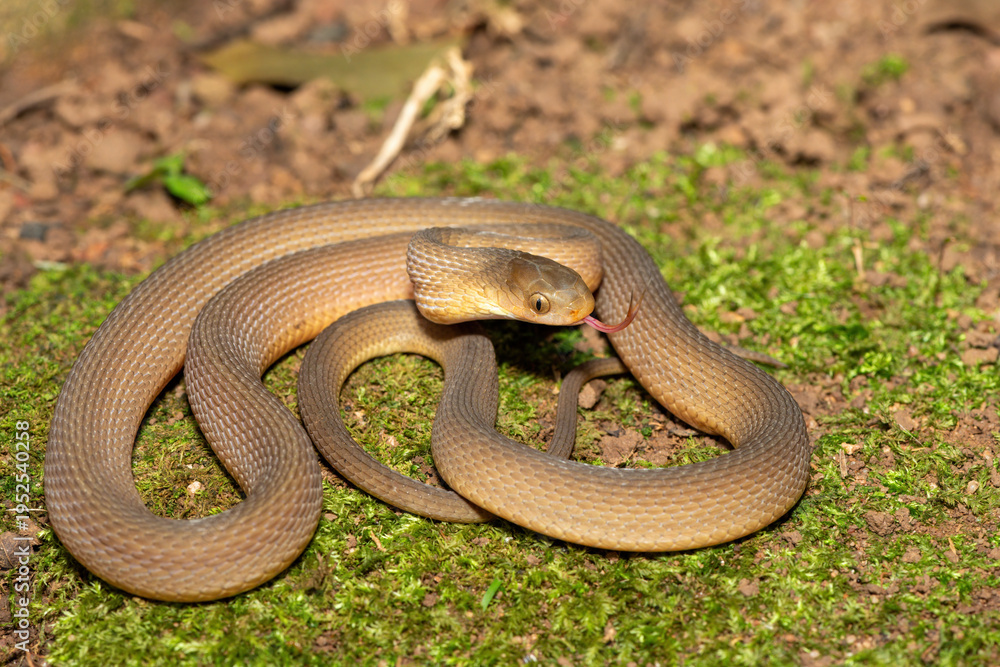 Fototapeta premium A beautiful adult southern brown egg eater (Dasypeltis inornata) in the wild. A harmless snake from KwaZulu-Natal, South Africa