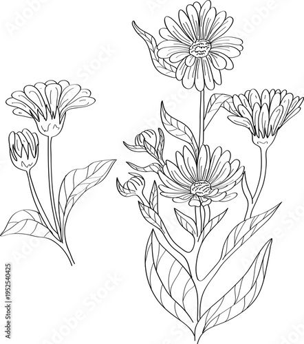 High quality linear realistic vector illustration of a Calendula flower branch. Ideal for menus, restaurant and other establishment designs, cosmetic and product label design. Health Herbs