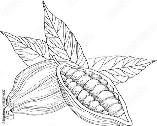 High quality linear realistic vector illustration of a Cocoa beans and leaves. Ideal for menus, restaurant and other establishment designs, cosmetic and product label design. Spice and Herbs
