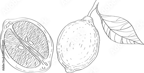 High quality linear realistic vector illustration of an Lemon branch. Ideal for menus, restaurant and other establishment designs, cosmetic and product label design. Fruit tree